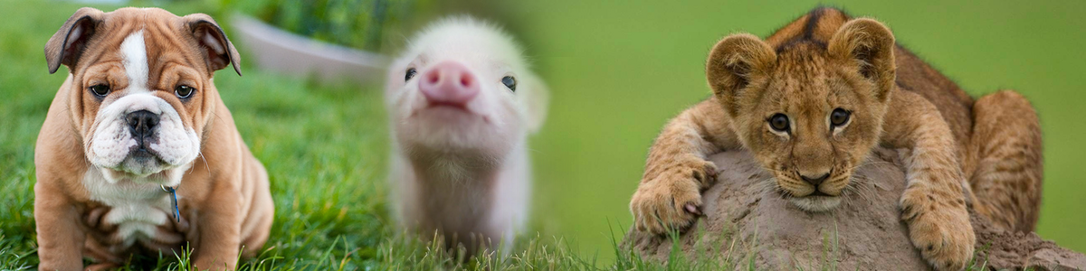dog pig lion